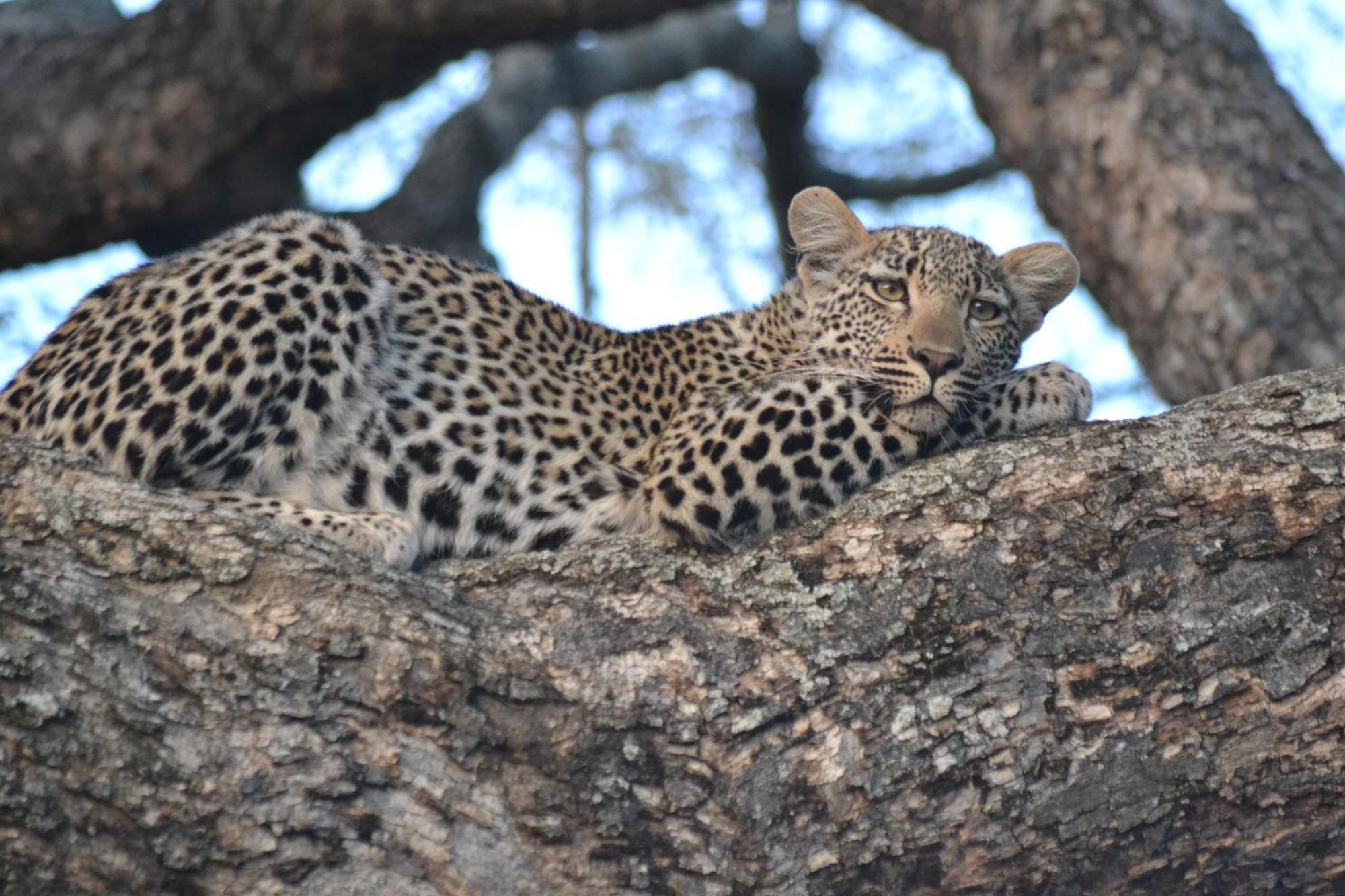 Yebo Safari Tents-Stay Inside Kruger Скукуза Екстериор снимка