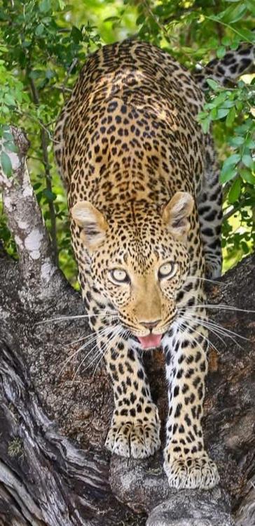 Yebo Safari Tents-Stay Inside Kruger Скукуза Екстериор снимка