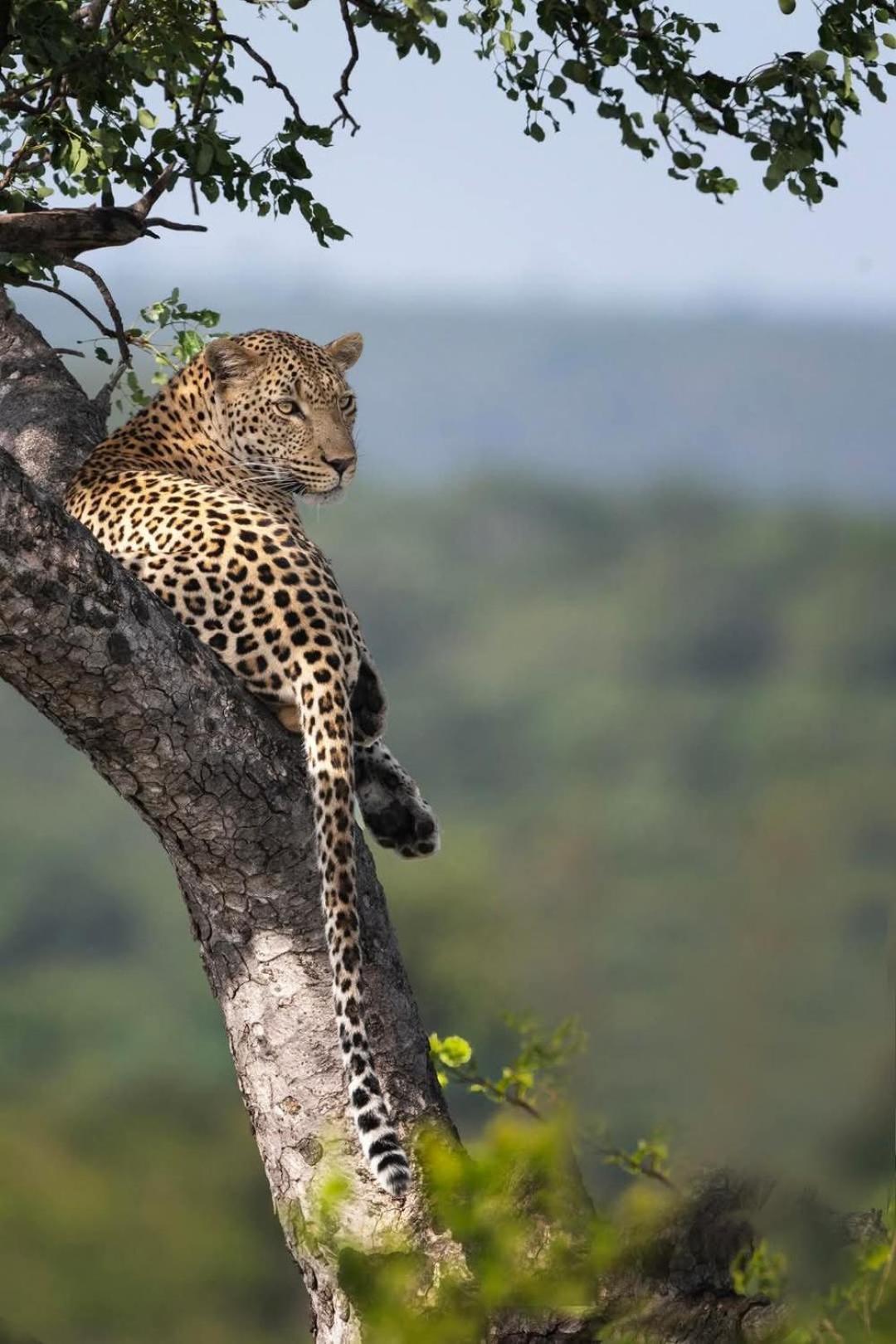 Yebo Safari Tents-Stay Inside Kruger Скукуза Екстериор снимка