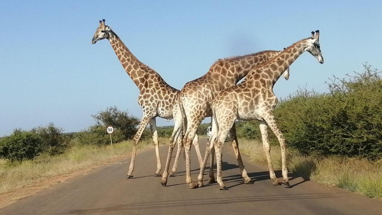 Yebo Safari Tents-Stay Inside Kruger Скукуза Екстериор снимка