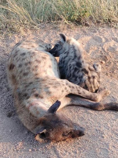 Yebo Safari Tents-Stay Inside Kruger Скукуза Екстериор снимка